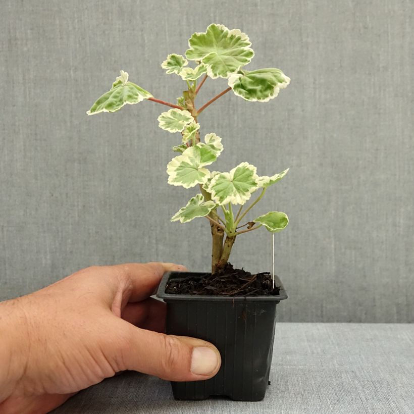 Geranio Mme Salleron - Malvón Maceta de 7/8 cm Ejemplar entregado en la primavera