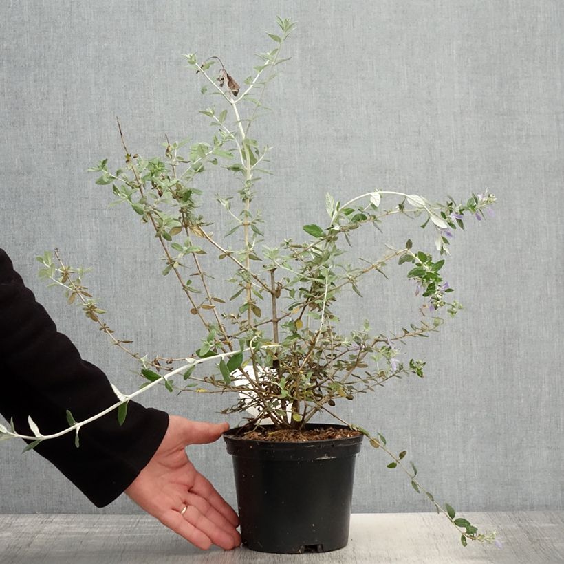 Teucrium fruticans - Olivilla Maceta 2L/3L Ejemplar entregado en la primavera