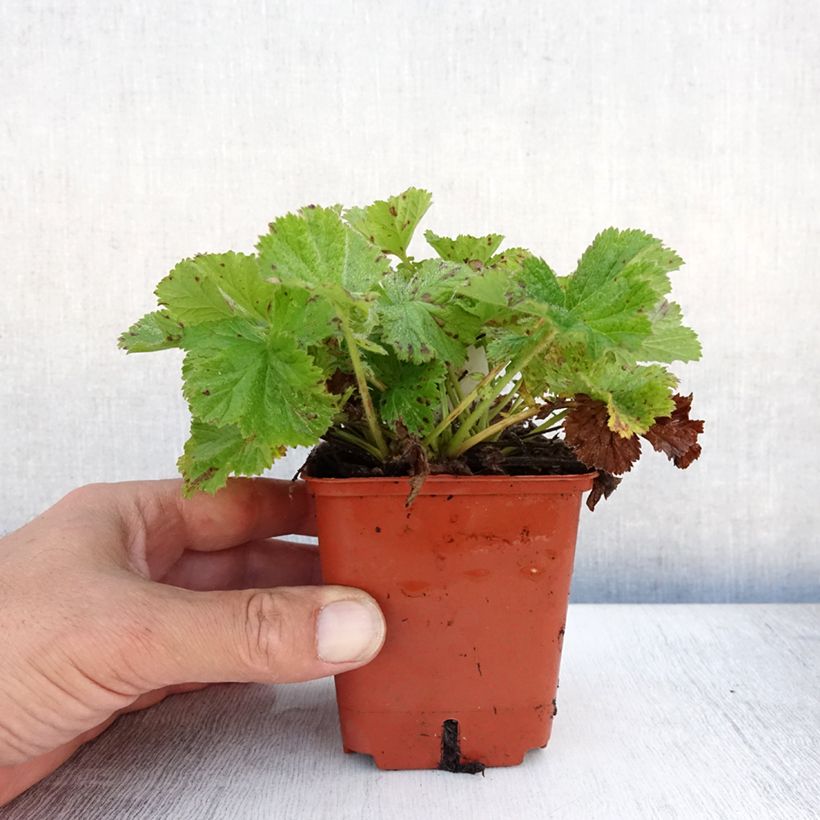 Ejemplar de Geum Bell Bank - Hierba de San Benito Maceta de 8/9 cm entregado en verano