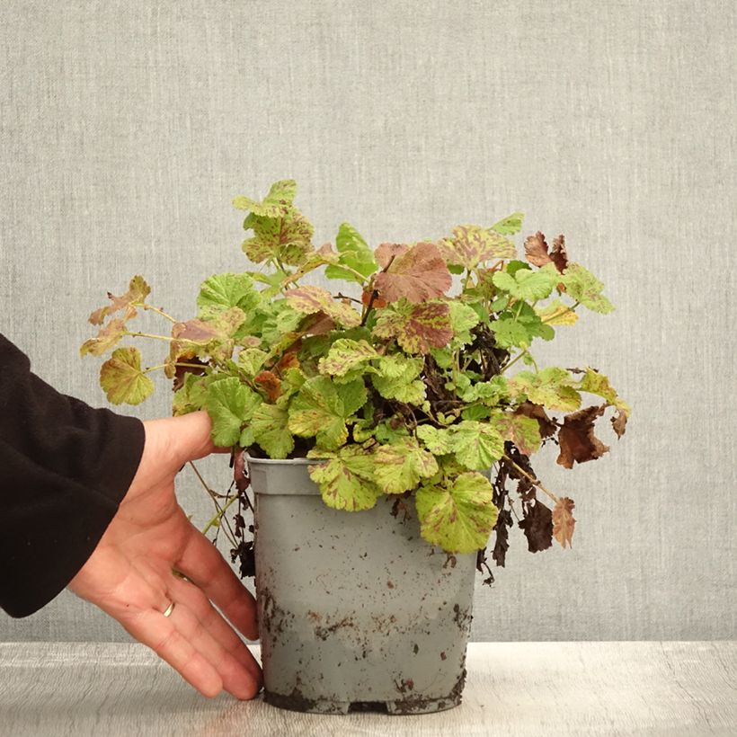 Ejemplar de Geum Bell Bank - Hierba de San Benito Maceta 2L/3L entregado en otoño