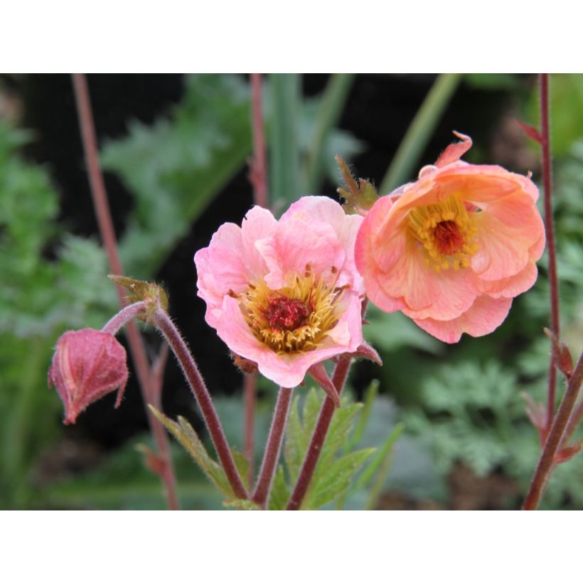 Geum Cosmopolitan - Hierba de San Benito (Floración)
