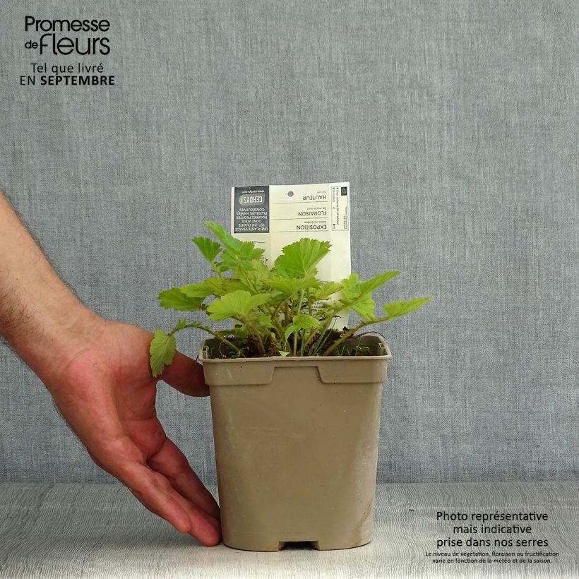 Ejemplar de Geum chiloense Mrs Bradshaw - Hierba del Clavo Maceta 2L/3L entregado en verano