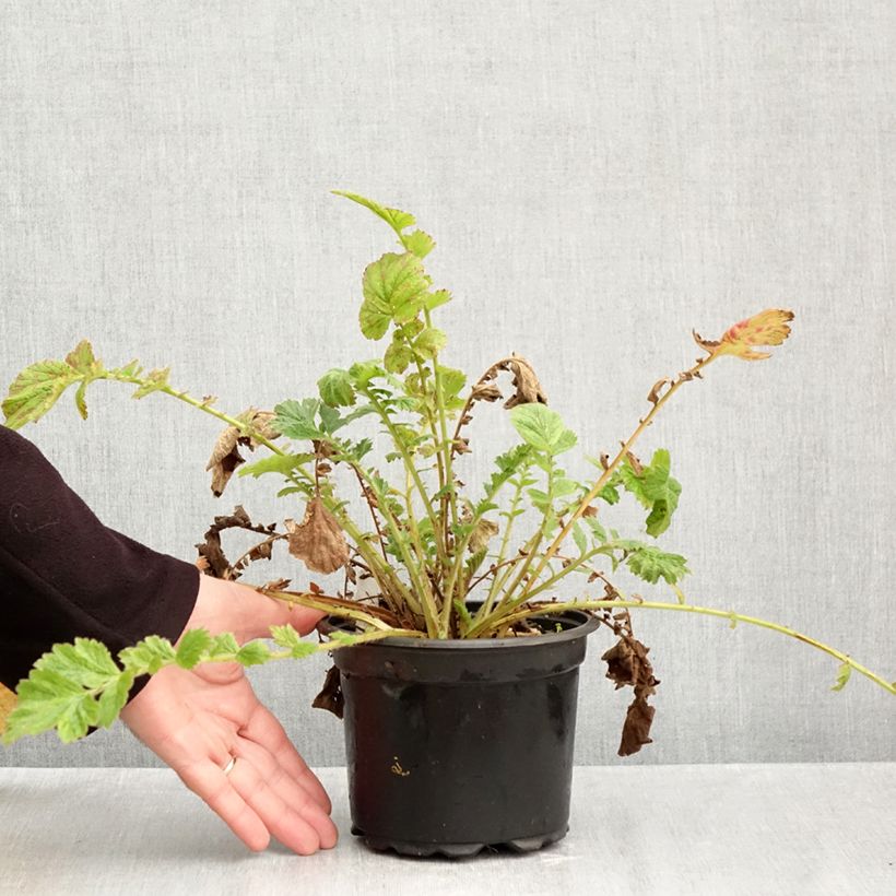 Ejemplar de Geum chiloense Mrs Bradshaw - Hierba del Clavo Maceta 2L/3L entregado en otoño