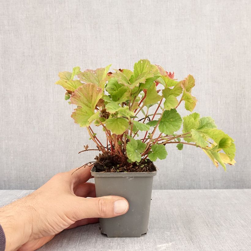 Ejemplar de Geum coccineum Karlskaer - Hierba de San Benito Maceta de 8/9 cm entregado en otoño