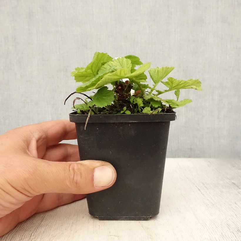 Ejemplar de Geum coccineum Koi - Hierba de San Benito Maceta de 8/9 cm entregado en verano