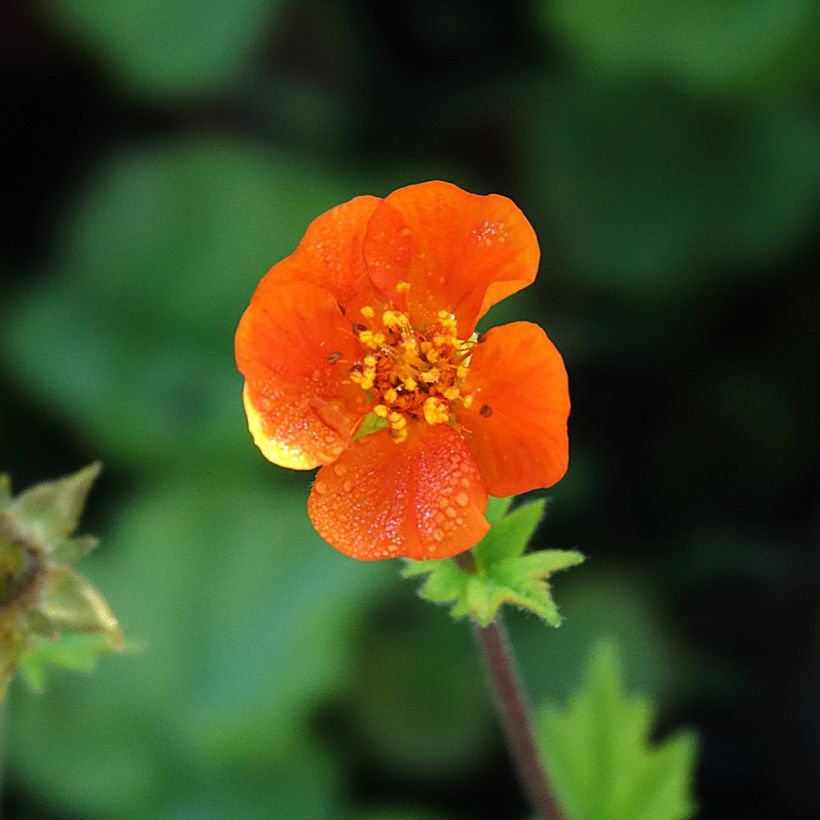 Geum coccineum Koi - Hierba de San Benito (Floración)