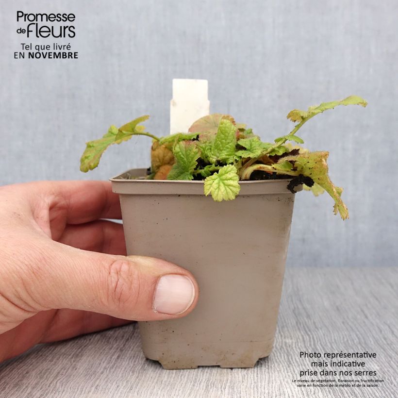 Ejemplar de Geum coccineum Werner Arends - Hierba de San Benito Maceta de 8/9 cm entregado en otoño