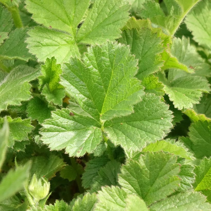 Geum Coral Tempest - Hierba de San Benito (Follaje)