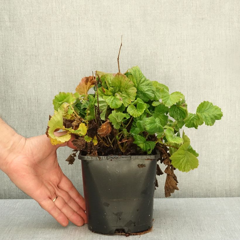 Ejemplar de Geum Coral Tempest - Hierba de San Benito Maceta 2L/3L entregado en otoño