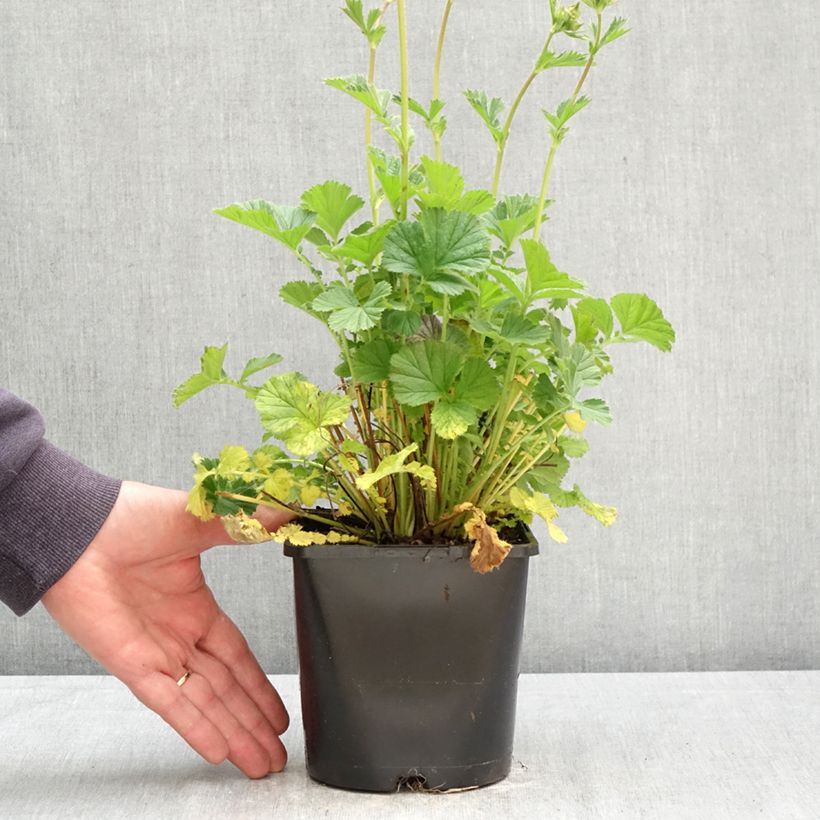 Geum Coral Tempest - Hierba de San Benito Maceta 2L/3L Ejemplar entregado en la primavera