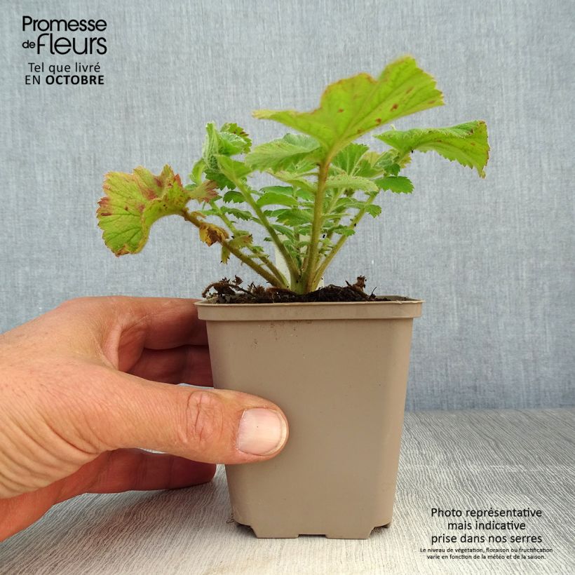 Ejemplar de Geum Fiery Tempest - Hierba de San Benito Maceta de 8/9 cm entregado en otoño