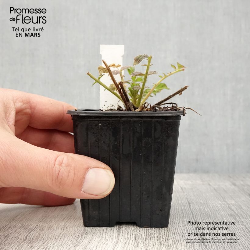 Geum Fiery Tempest - Hierba de San Benito Maceta de 8/9 cm Ejemplar entregado en la primavera