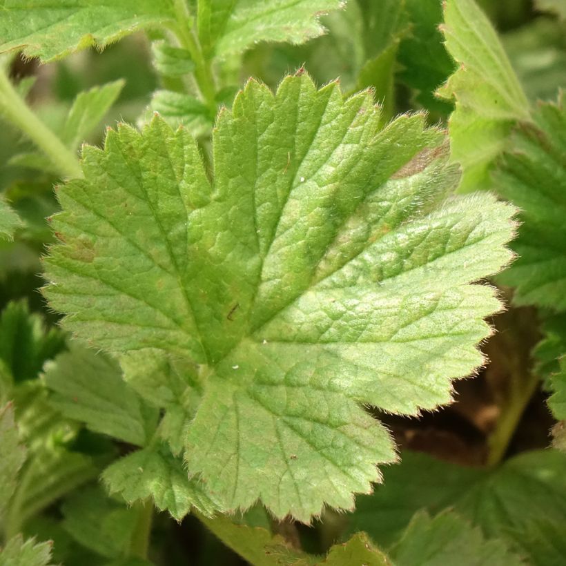 Geum Fiery Tempest - Hierba de San Benito (Follaje)
