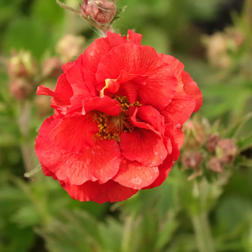Geum Fiery Tempest - Hierba de San Benito (Floración)