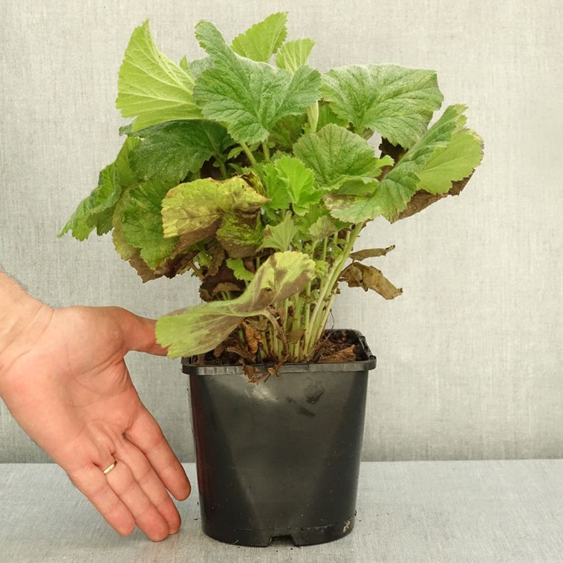 Ejemplar de Geum Fiery Tempest - Hierba de San Benito Maceta 2L/3L entregado en otoño
