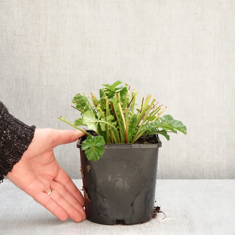 Geum Fiery Tempest - Hierba de San Benito Maceta 2L/3L Ejemplar entregado en invierno