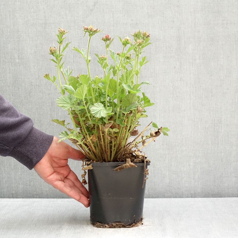 Geum Fiery Tempest - Hierba de San Benito Maceta 2L/3L Ejemplar entregado en la primavera