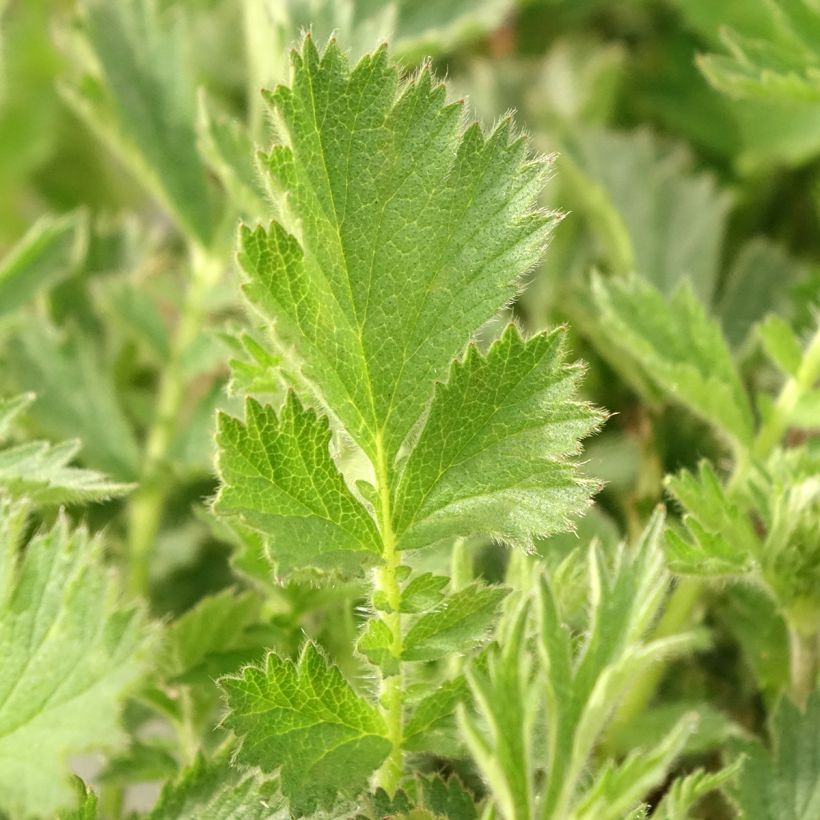 Geum Firestarter - Hierba de San Benito (Follaje)