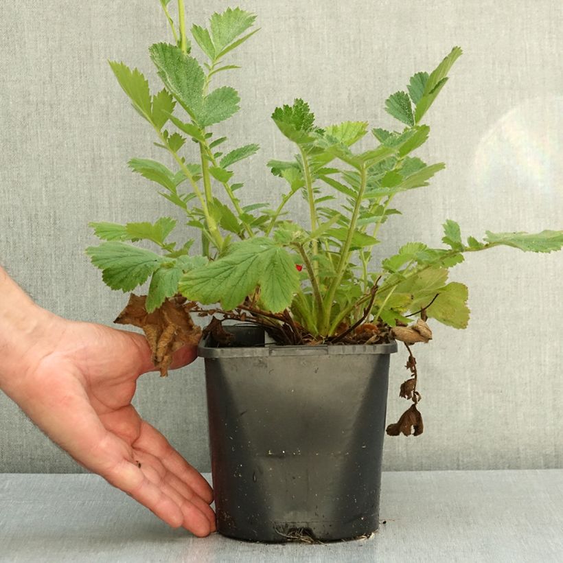 Ejemplar de Geum Firestarter - Hierba de San Benito Maceta 2L/3L entregado en otoño