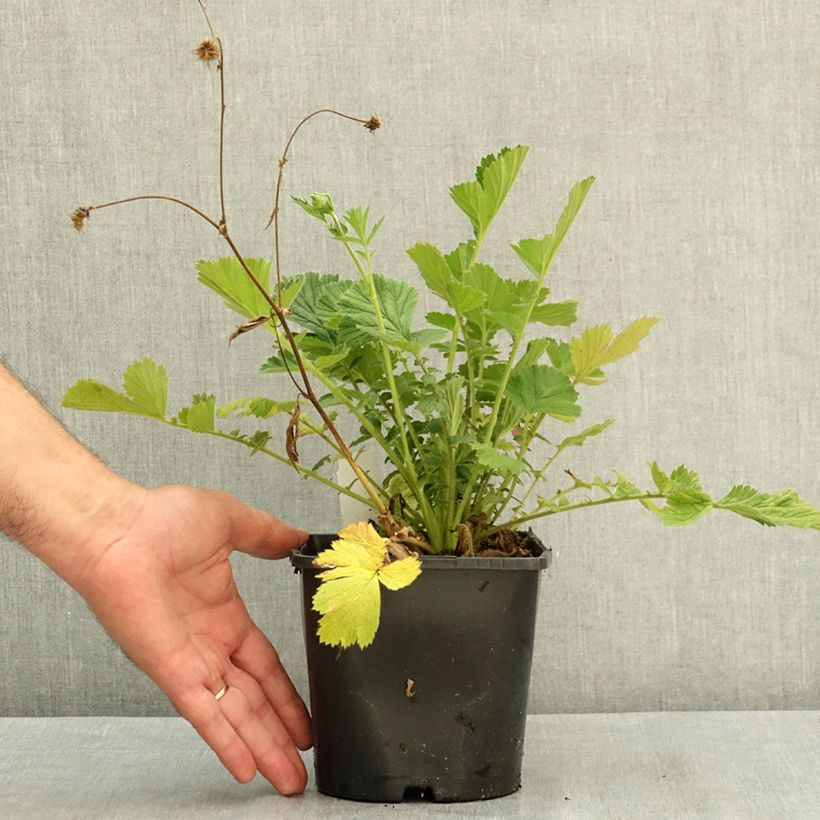 Ejemplar de Geum Firestarter - Benoîte hybride Pot de 2L/3L entregado en verano