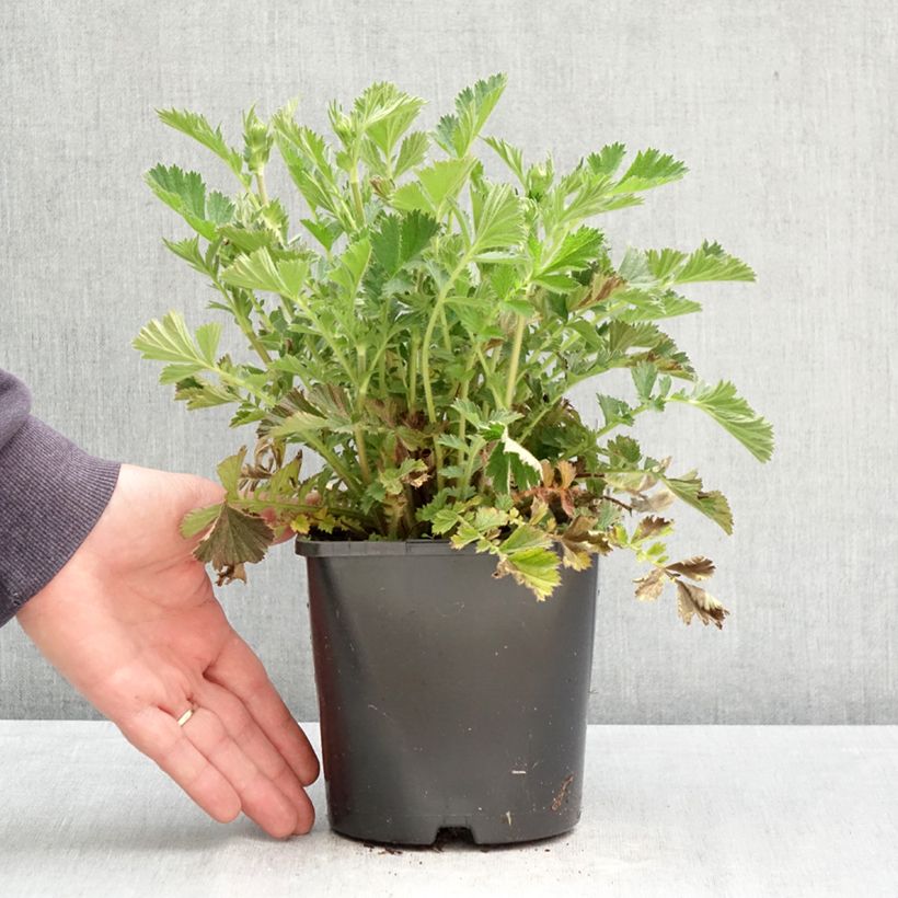 Geum Firestarter - Hierba de San Benito Maceta 2L/3L Ejemplar entregado en la primavera