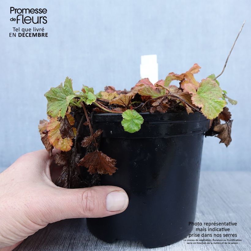 Geum Flames of Passion - Hierba de San Benito Maceta 2L/3L Ejemplar entregado en invierno