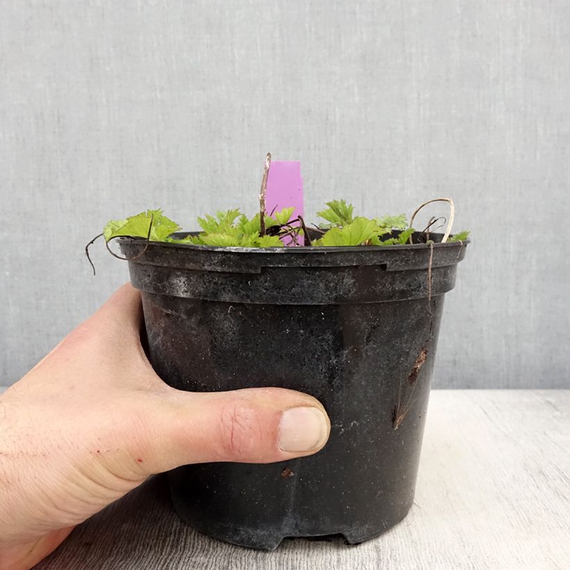 Geum Flames of Passion - Hierba de San Benito Maceta 2L/3L Ejemplar entregado en la primavera