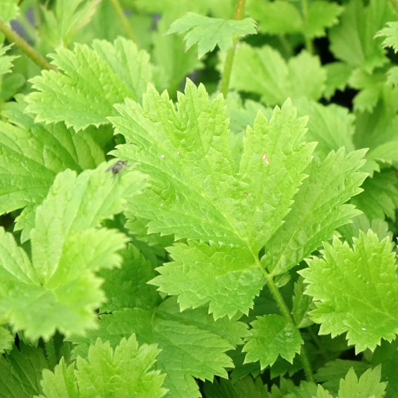 Geum coccineum Nonna - Hierba de San Benito (Follaje)