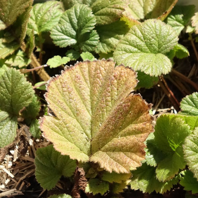 Geum Orange Pumpkin - Hierba de San Benito (Follaje)