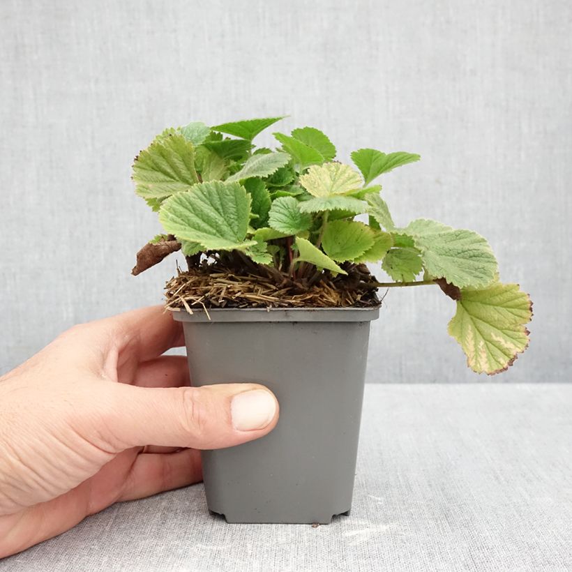 Ejemplar de Geum Orange Pumpkin - Hierba de San Benito Maceta de 7/8 cm entregado en otoño