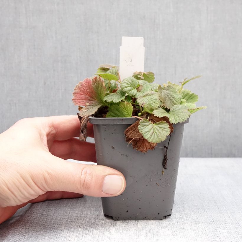 Geum Orange Pumpkin - Hierba de San Benito Maceta de 7/8 cm Ejemplar entregado en invierno