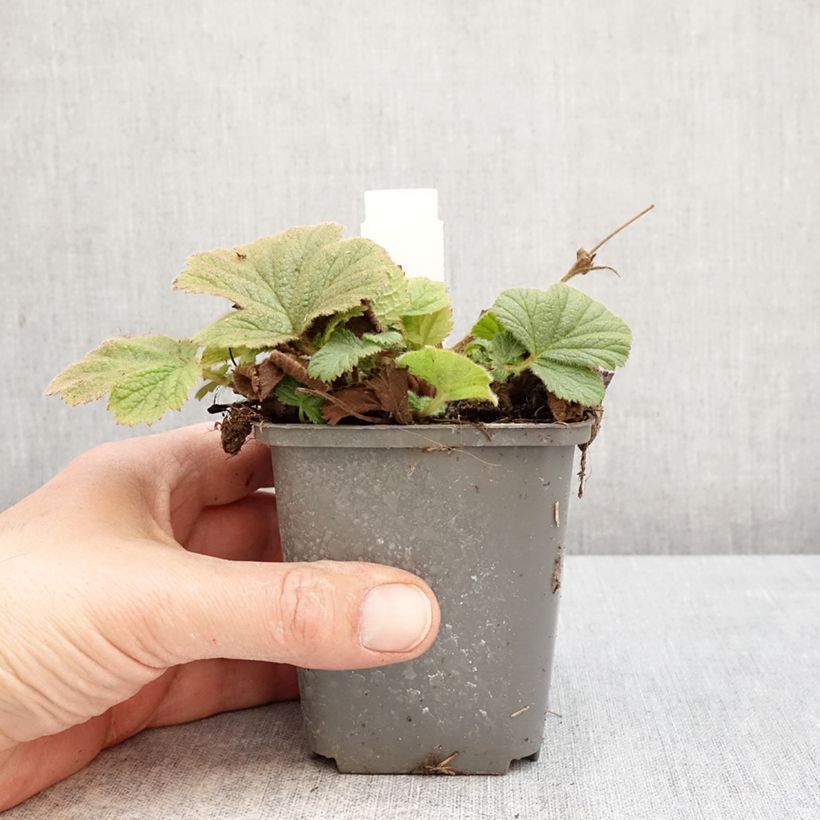 Geum Orange Pumpkin - Hierba de San Benito Maceta de 7/8 cm Ejemplar entregado en la primavera