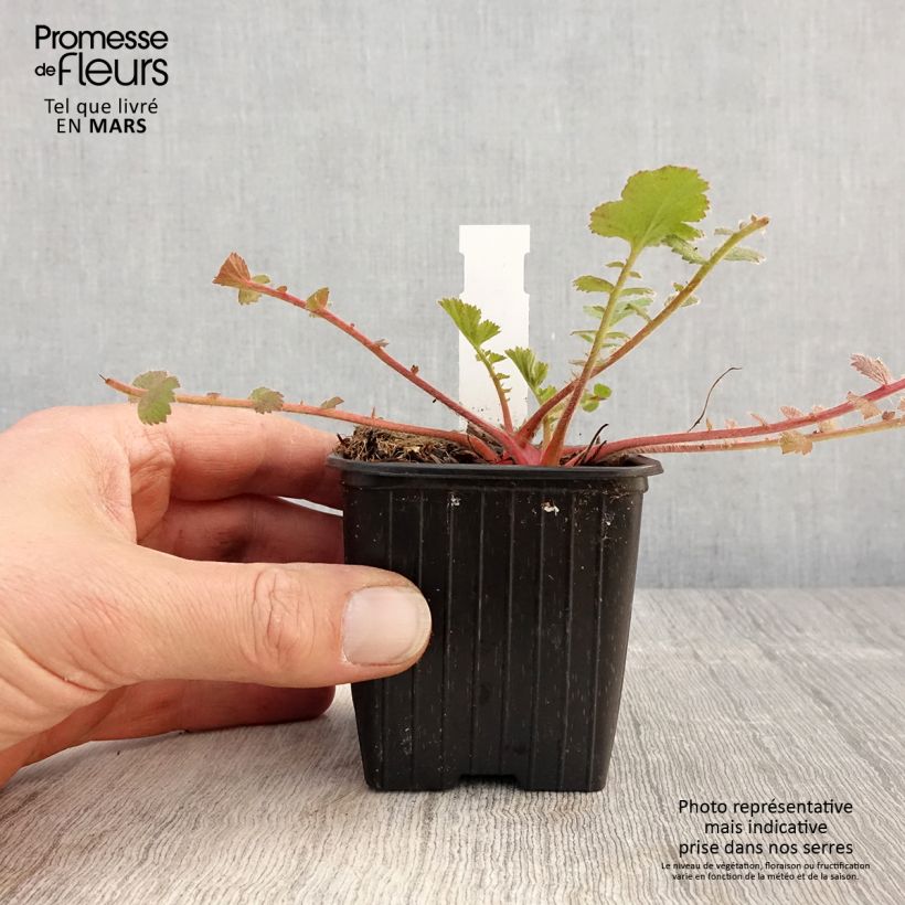 Geum Prinses Juliana - Hierba de San Benito Maceta de 8/9 cm Ejemplar entregado en la primavera