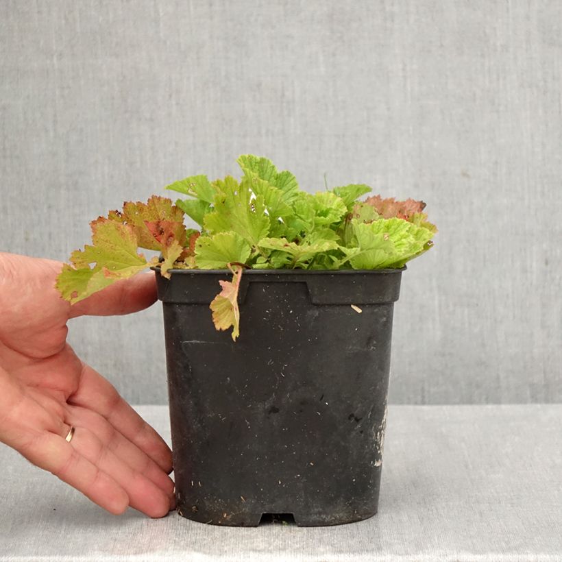 Ejemplar de Geum rivale Leonard's Variety - Hierba de San Benito Maceta 2L/3L entregado en otoño