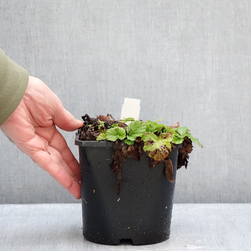 Geum rivale Leonard's Variety - Hierba de San Benito Maceta 2L/3L Ejemplar entregado en invierno