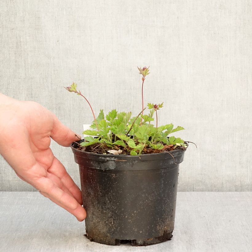 Geum rivale Leonard's Variety - Hierba de San Benito Maceta 2L/3L Ejemplar entregado en la primavera