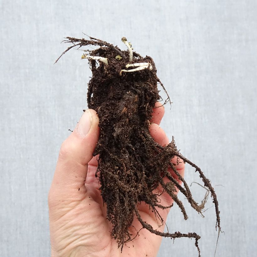 Geum rivale Leonard's Variety - Hierba de San Benito Raíces desnudas Ejemplar entregado en invierno