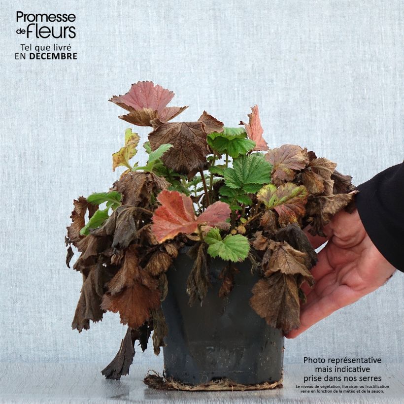 Geum Scarlet Tempest - Hierba de San Benito Maceta 2L/3L Ejemplar entregado en invierno