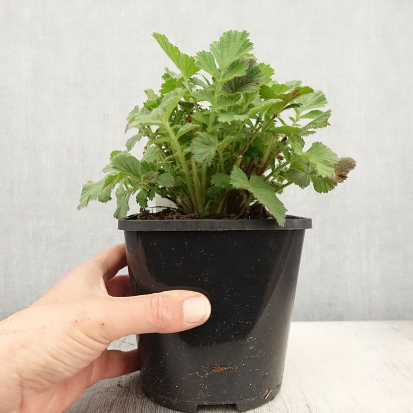 Geum Scarlet Tempest - Hierba de San Benito Maceta 2L/3L Ejemplar entregado en la primavera