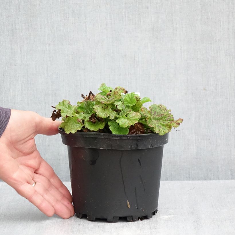 Ejemplar de Geum Tempo Rose - Hierba de San Benito Maceta 2L/3L entregado en otoño