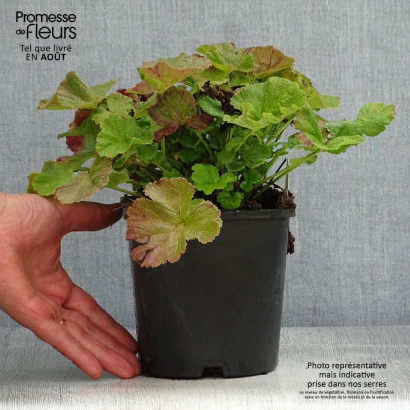 Ejemplar de Geum Tempo Rose - Hierba de San Benito Maceta 2L/3L entregado en verano