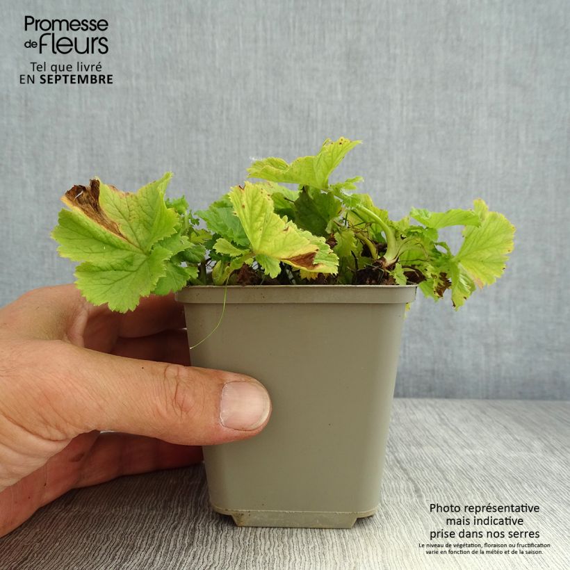 Ejemplar de Geum Tempo Yellow - Hierba de San Benito Maceta de 8/9 cm entregado en verano