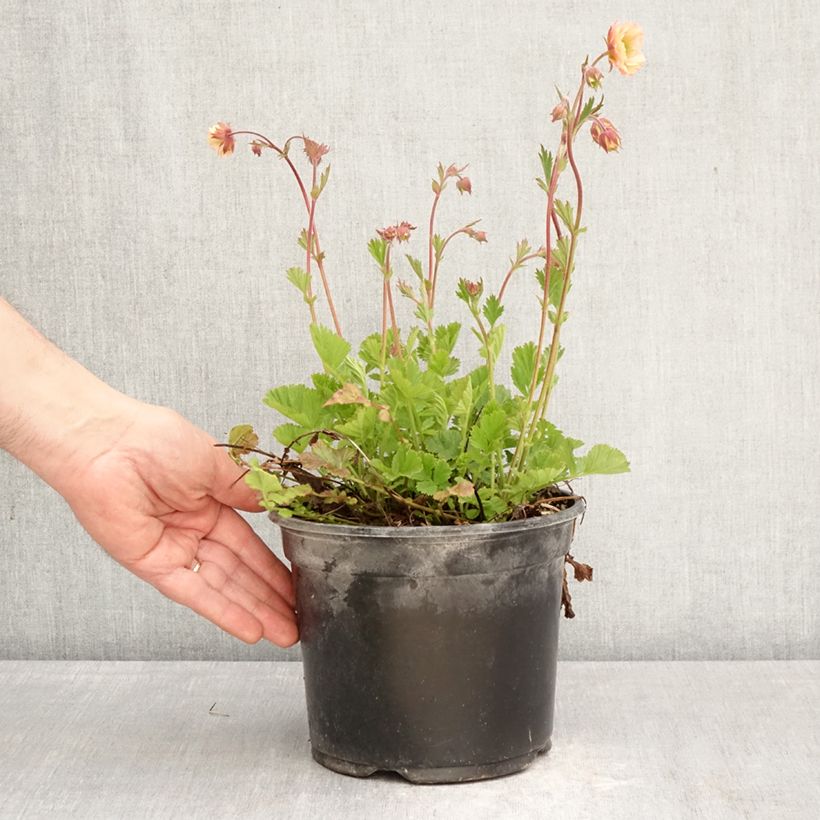 Geum Cocktail Tequila Sunrise - Hierba de San Benito Maceta 2L/3L Ejemplar entregado en la primavera