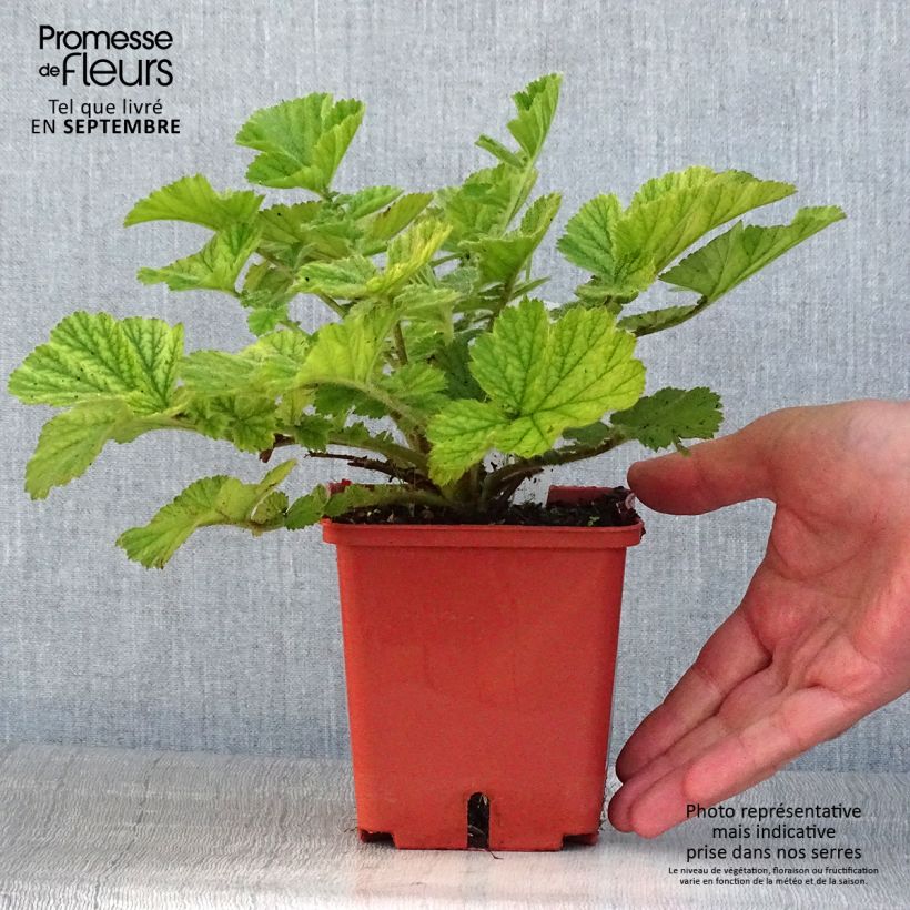 Ejemplar de Geum Totally Tangerine - Hierba de San Benito Maceta 1L/1,5L entregado en verano
