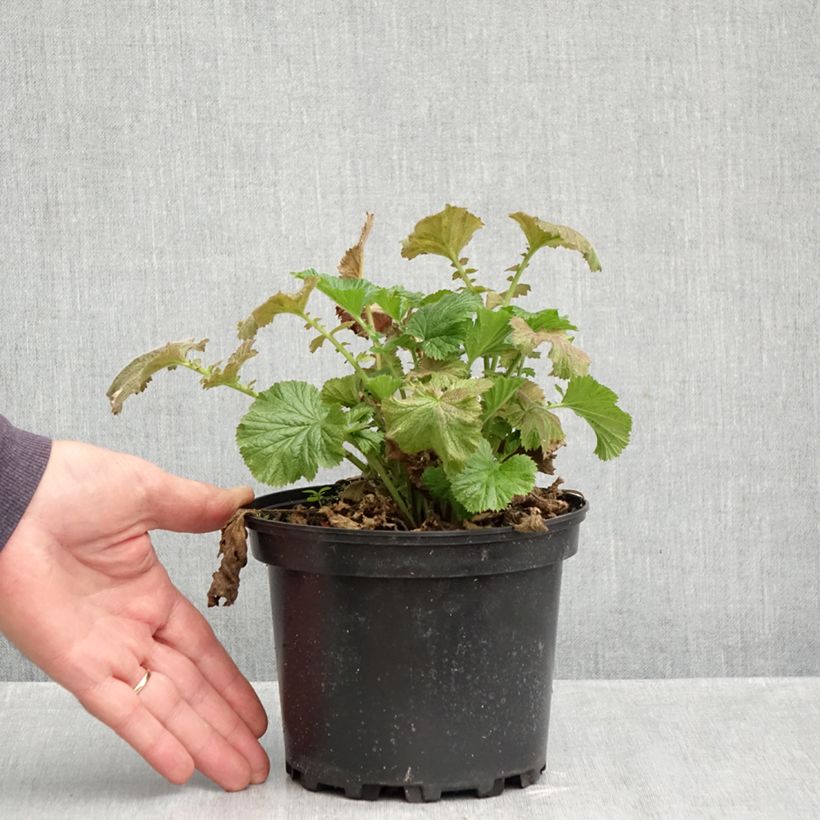 Ejemplar de Geum Totally Tangerine - Hierba de San Benito Maceta 1L/1,5L entregado en otoño