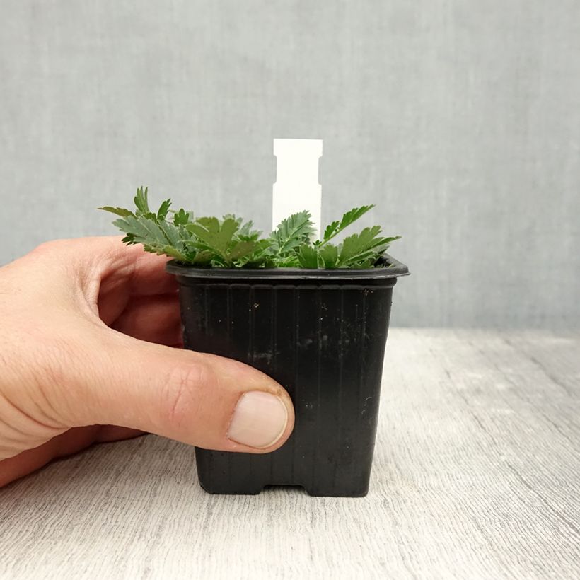 Ejemplar de Geum triflorum - Hierba de la pradera Maceta de 8/9 cm entregado en otoño