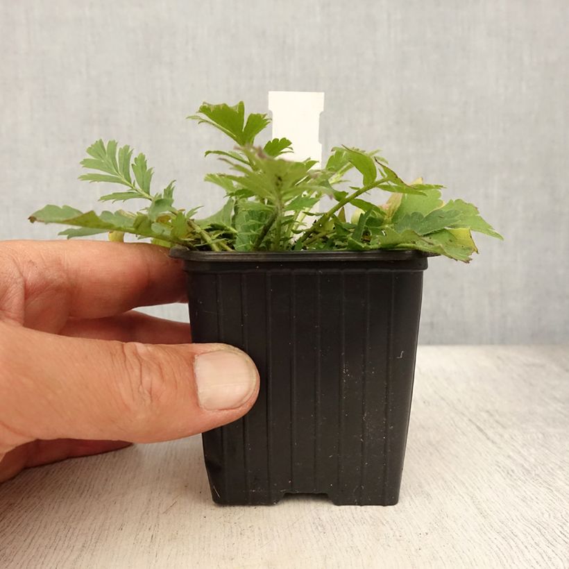 Ejemplar de Geum triflorum - Hierba de la pradera Maceta de 8/9 cm entregado en verano