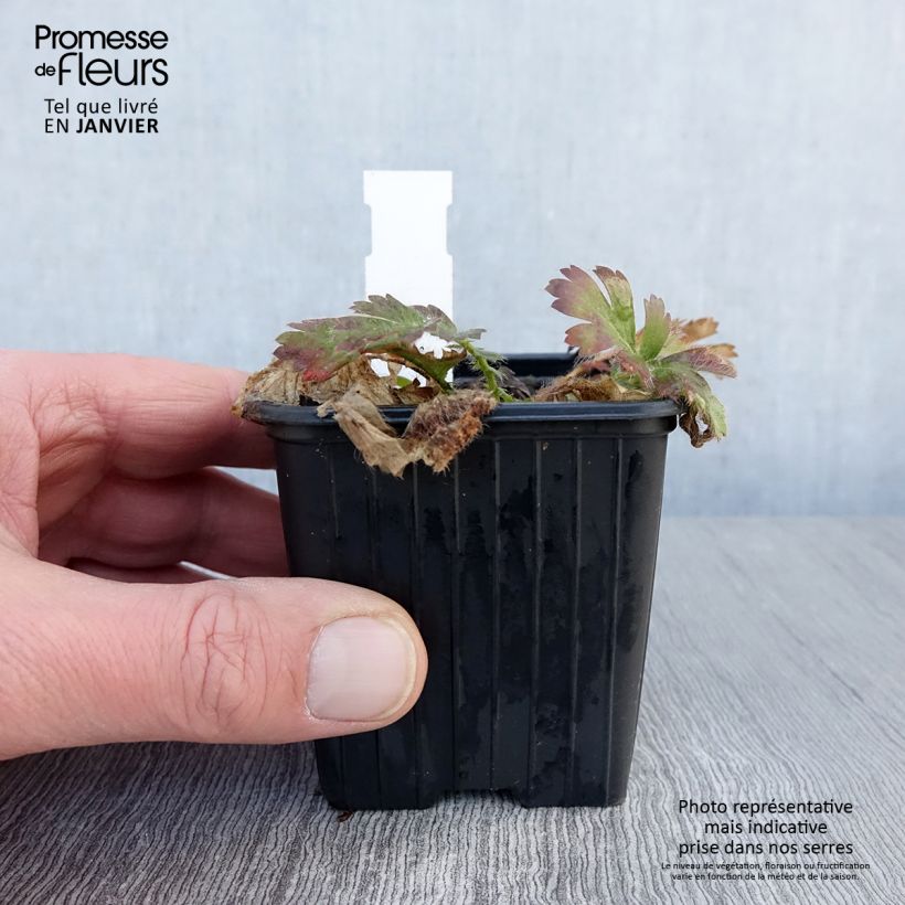 Geum triflorum - Hierba de la pradera Maceta de 8/9 cm Ejemplar entregado en invierno