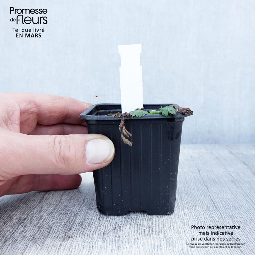 Geum triflorum - Hierba de la pradera Maceta de 8/9 cm Ejemplar entregado en la primavera