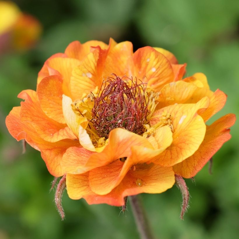 Geum Tutti Frutti - Hierba de San Benito (Floración)